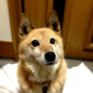 �摜(320x320)�E�g��摜(427x427)